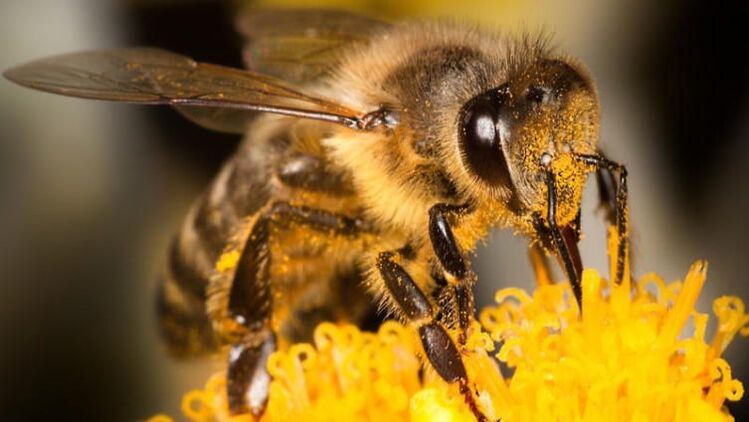 A bee will help cope with back pain caused by osteoarthritis